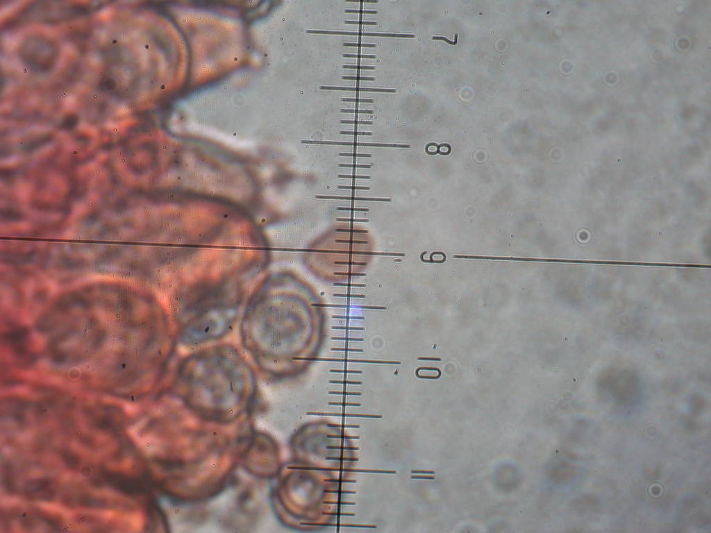 Pectinatoides ...!!!